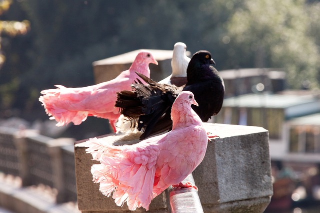 建立多边对 建立多边对